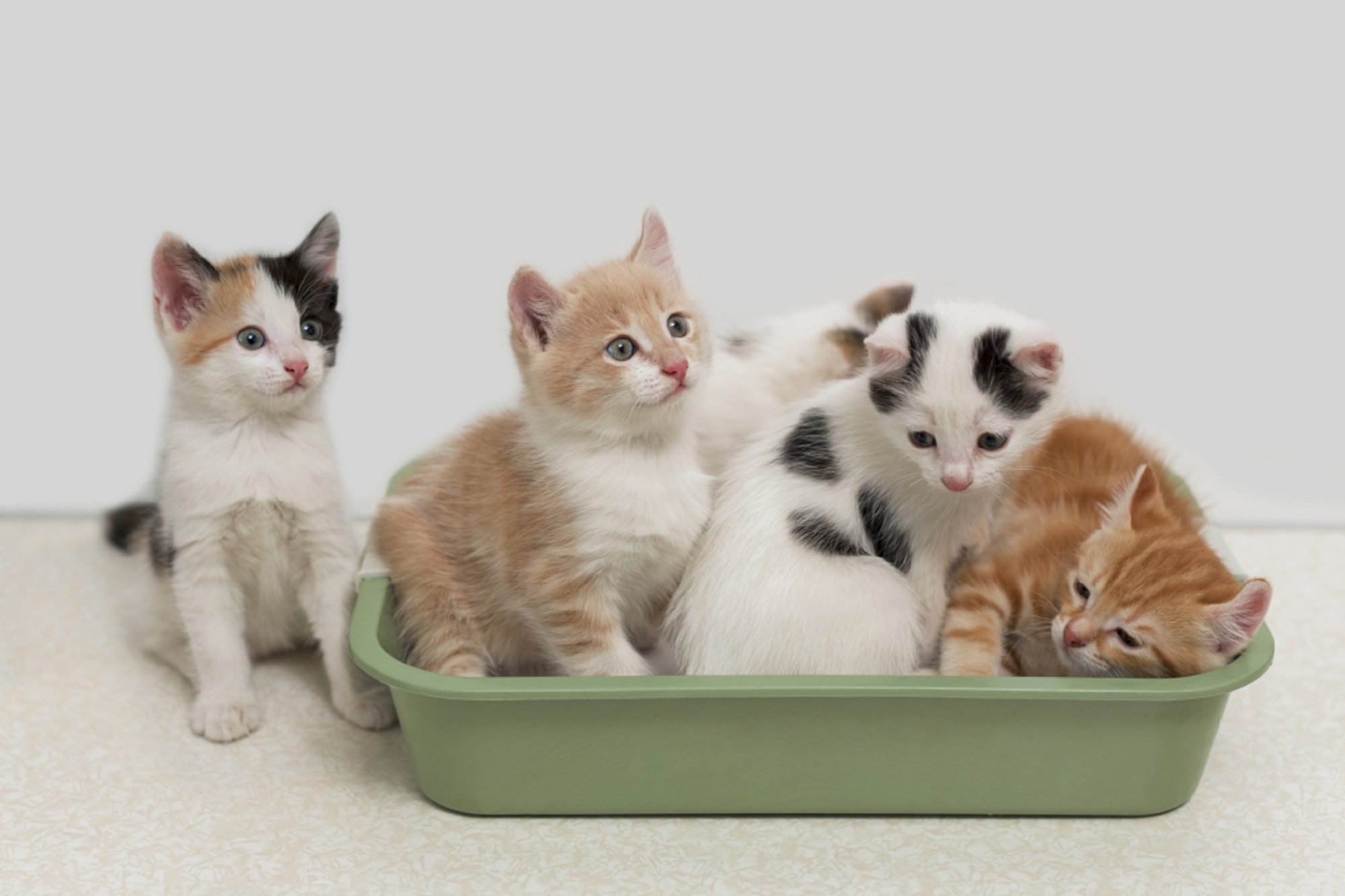Granulado, Areia, Sílica ... qual melhor escolha para seu felino?