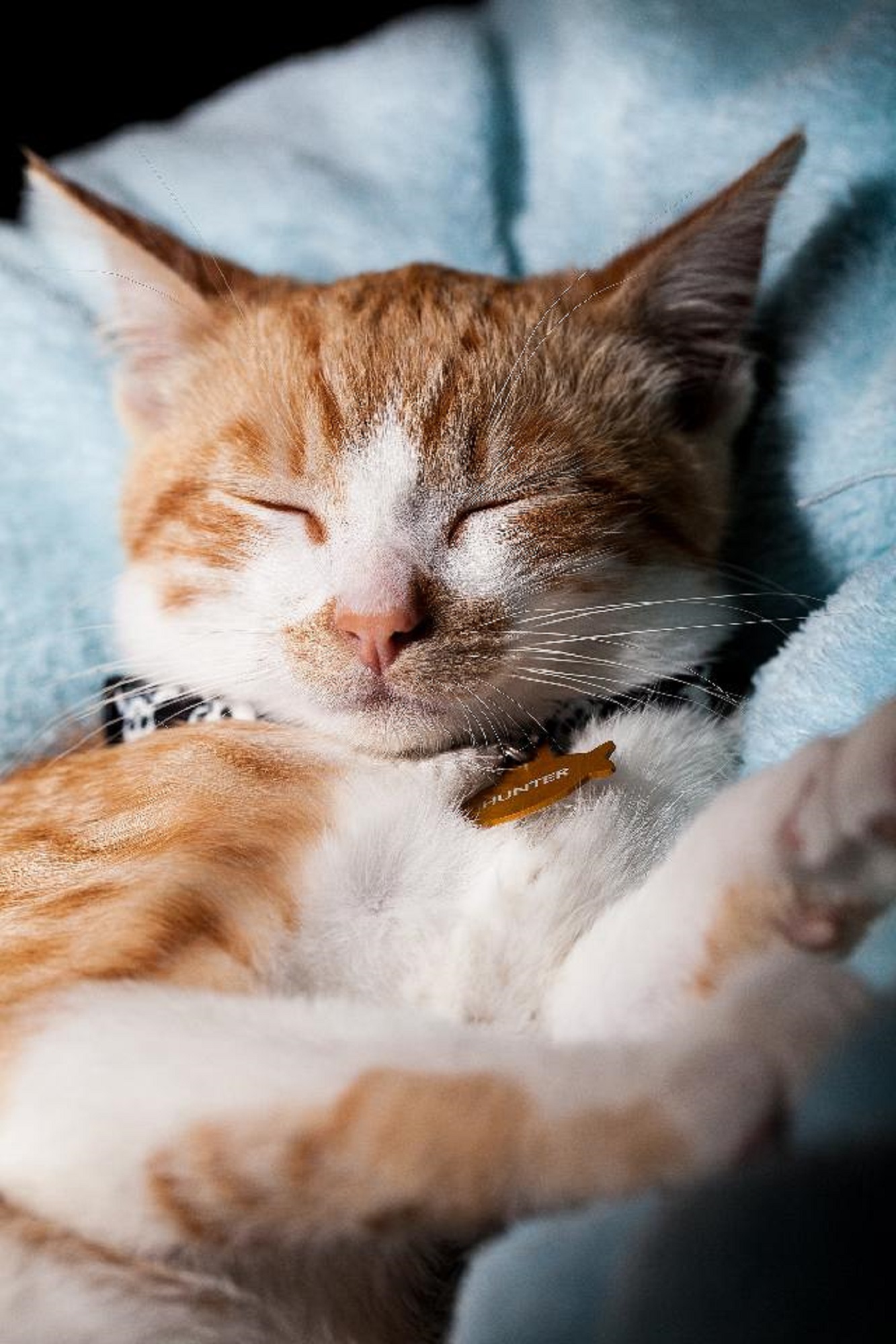 Depressão Felina: causas, prevenção, sintomas e tratamento