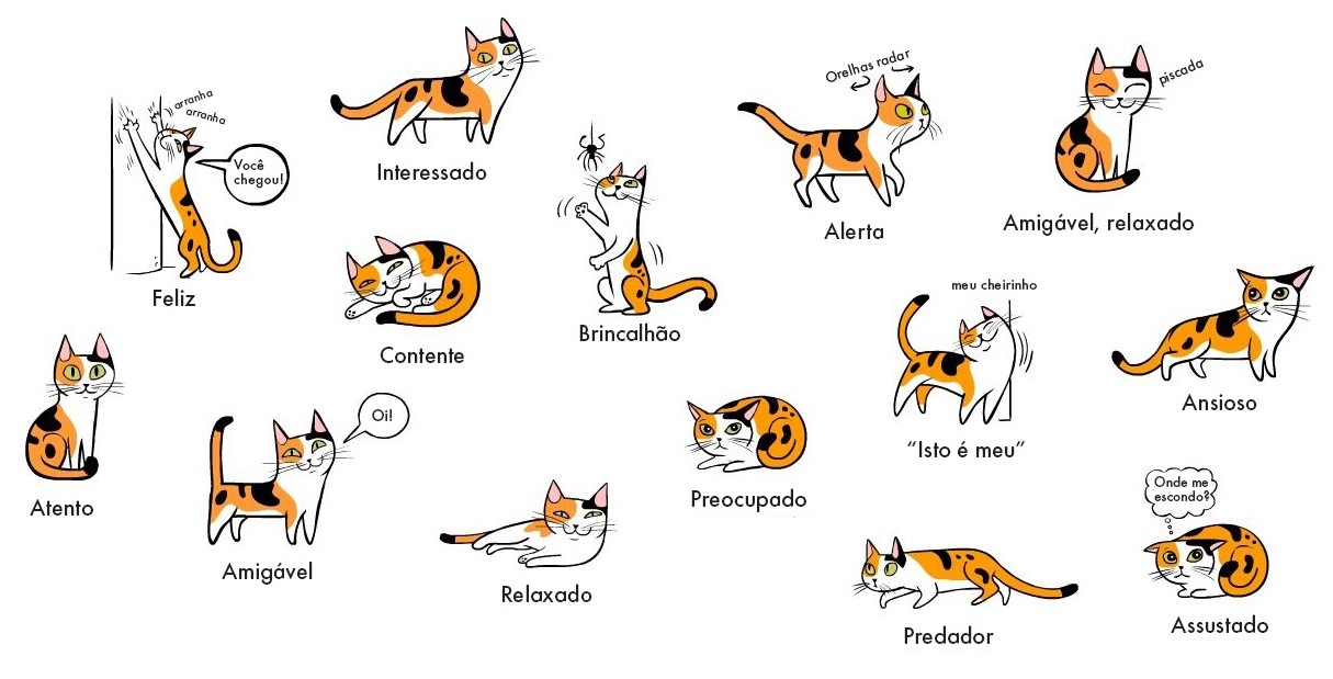 Gatos falando em português e inglês tente não rir! . . . . #gatosengr